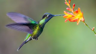 How and Where Do Hummingbirds Sleep || hummingbirds sleep upside down