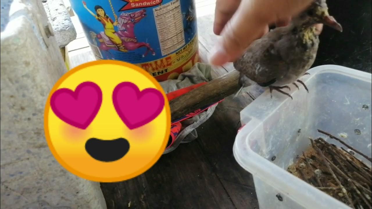 Hand feeding to Free flight my red turtle dove YouTube