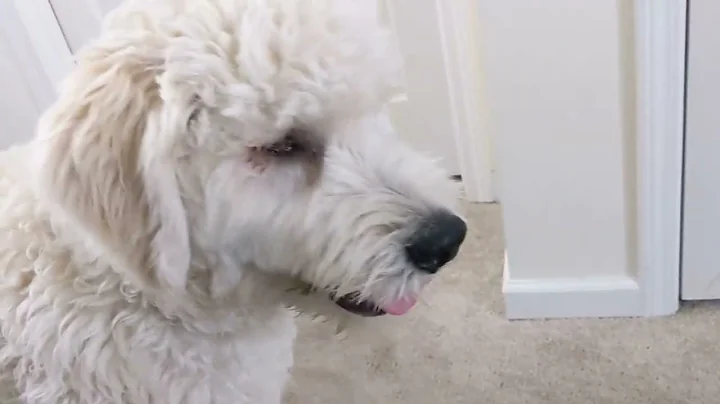 HILARIOUS Goldendoodle Play Fight - Sadie AMBUSHES...