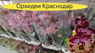 ВОСТОРГ! Впервые ПОПАЛА на ТАКОЙ ЗАВОЗ ОРХИДЕЙ в магазине Краснодара Flowers-yuga.ru