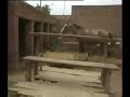 90 years old horse train