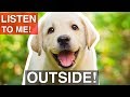 How to Train Your Puppy To Listen OUTSIDE! How to Train Your Puppy To Listen OUTSIDE!