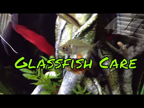 Tappy Record Glass Fish 5’10 hqdefault.jpg