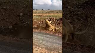 Lioness VS Lion animals lionfight wildlife lions leopard