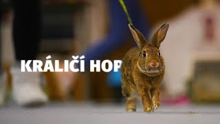 Králičí hop - Tlapka TV