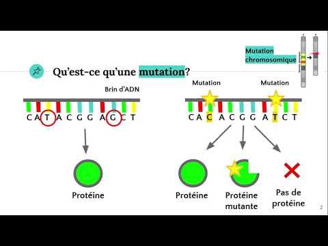 Vidéo: Qu'est-ce que les mutations génétiques produisent quizlet?