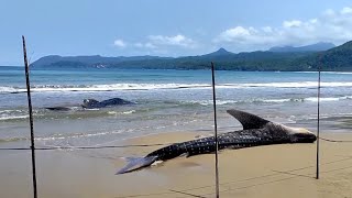Dua Hiu Tutul Terjerat Jaring Nelayan dan Mati Terdampar di Pantai Wonocaki Pacitan