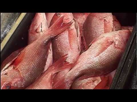 Mike Colameco's Real Food MAREA