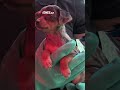Veterináři v domě na Mladoboleslavsku našli v silně znečištěném prostředí 165 psů