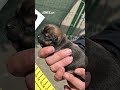 Veterináři v domě na Mladoboleslavsku našli v silně znečištěném prostředí 165 psů