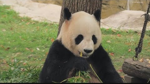 Yes, all zoo pandas in the U.S. are being returned to China