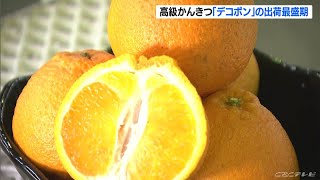 糖度13度以上「是非 旬の味を…」高級柑橘類 デコポンの出荷最盛期 三重県御浜町