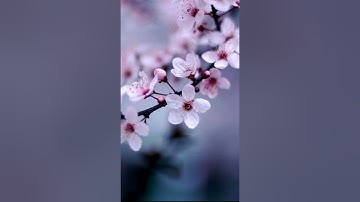 تلاوة رائعة للشيخ ياسر الدوسري سورة يس