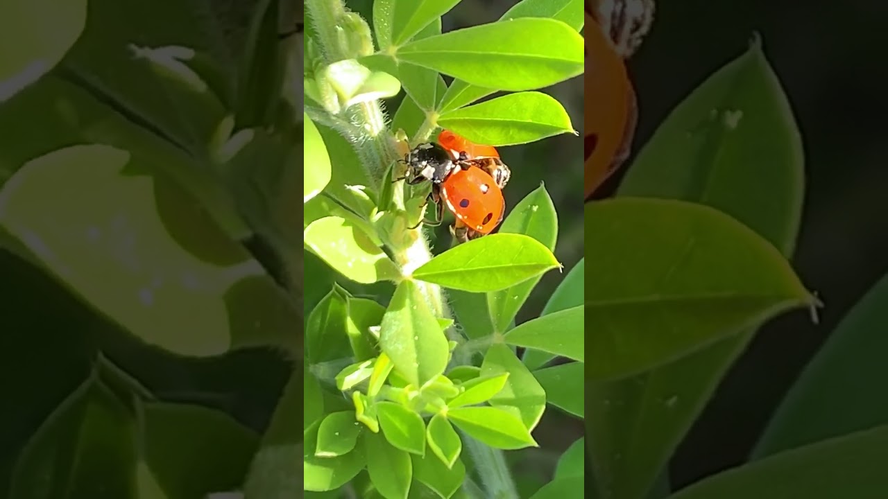 Ladybug drying wings Macro