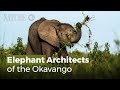 Elephant Architects of the Okavango