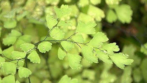 Tales of evolution from the mouths of plants