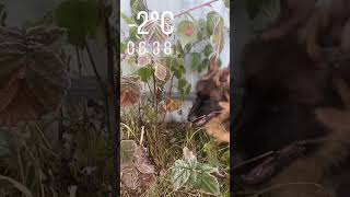 Владимирская область. Начало октября #пчелы #пасека #владимирскаяобласть #киржач