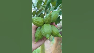 How can one branch hold so many lemons?! 😲🌿” #shortsvideo #trending