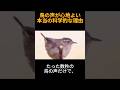 鳥の声が心地よい本当の科学的な理由