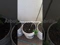 Árbol frutal de Membrillo