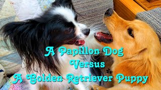 A Papillon Dog Versus A Golden Retriever Puppy