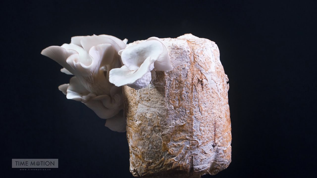 Mushroom Growing Timelapse Photography YouTube