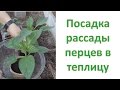 Как сажать рассаду перцев в теплицу. Как выращивать перцы. Выращивание перца. Рассада перца.