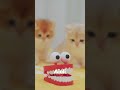 🥶Baby Cats With Chattering Teeth - #luckypaws #funny #cat