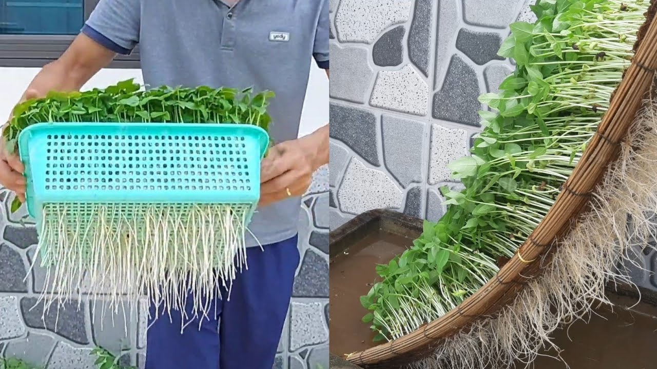 Making bean sprouts at home from plastic bottles is easy - both white and plump