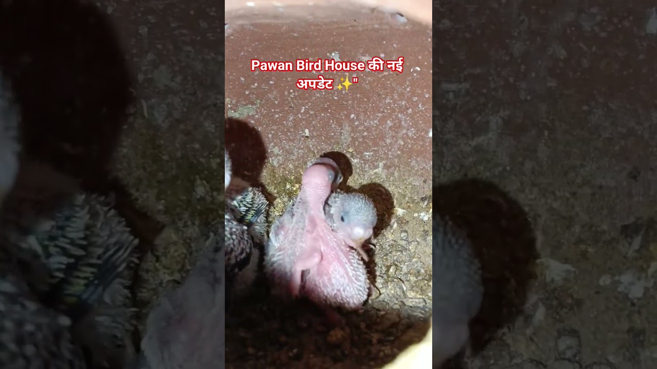 मटकी के अंदर क्या हो रहा है? | Budgies Chicks Growth | Pawan Bird House