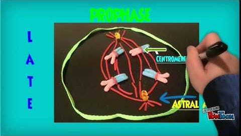 Mitosis -Modeling Project