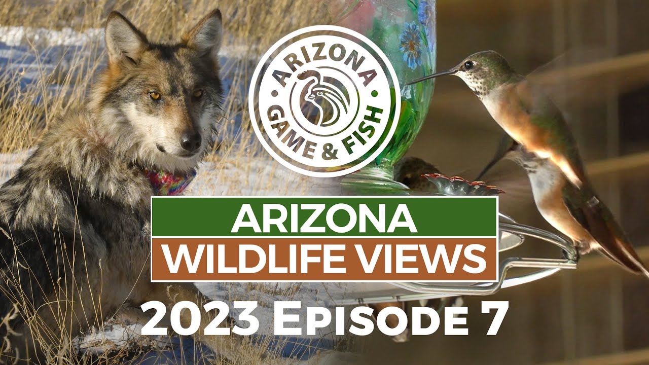 2023 Arizona Wildlife Views Episode 7 30 Minutes YouTube