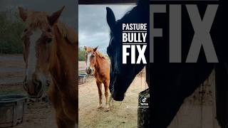 Pasture Bully / Easy Horse Training Fix