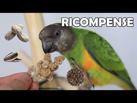 Video: Quando usare la ricompensa?