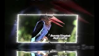 Masteran burung Cucak ijo, murai batu, kacer (burung tengkek raja udang) di jamin langsung ngisi