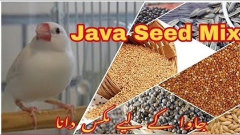 Java Seed Mix / Java Ka Mix Dana / Java Sparrow / Java Birds / Java Setup 