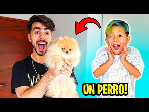 Video: ¿Usted compra sus regalos del día de fiesta del perro?