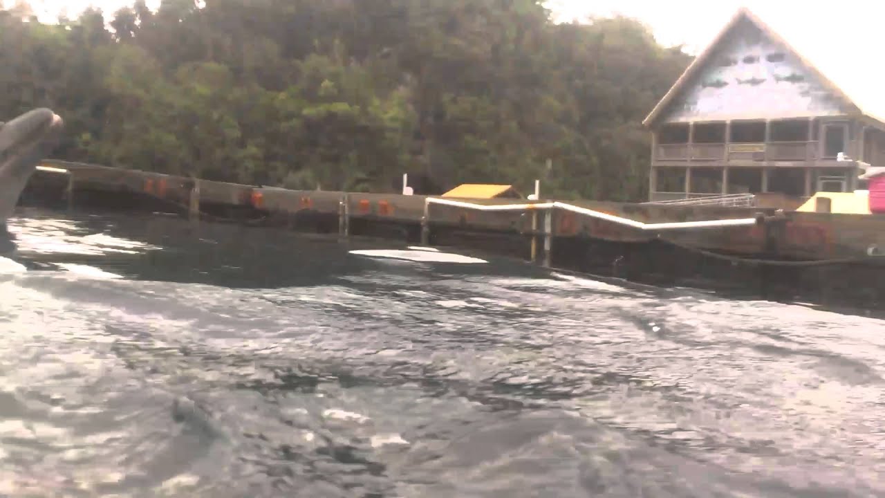 swimming with dolphins 9