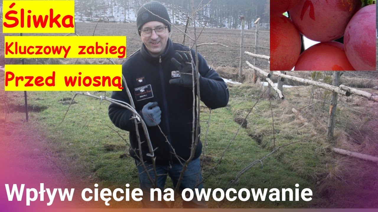 Śliwka   ważny zabieg przed wiosną.  Cięcie - kluczowe dla kondycji drzewka i jakości owoców.