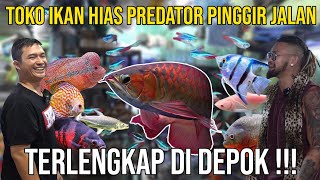 TOKO IKAN HIAS PREDATOR PINGGIR JALAN TERLENGKAP DI DEPOK !! SAWANGAN HIAS DEPOK #KINGOFTHEJUNGLE