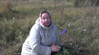 ЖИВОКОСТЬ ВЫСОКАЯ || Полезные свойства и применение ЖИВОКОСТЬ ВЫСОКАЯ || Полезные свойства и применение