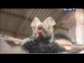 Penangkapan Hewan Jadi Jadian yang misterius Menggemparkan Indonesia -
ON THE SPOT