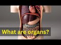 Understanding Human Organs