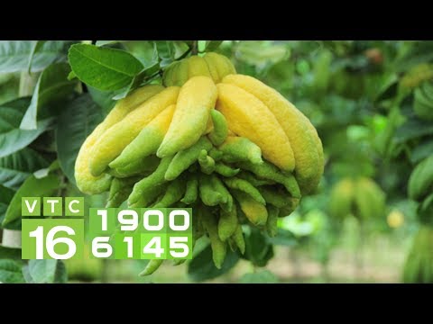 Cách chọn phật thủ tài lộc chưng Tết | VTC16