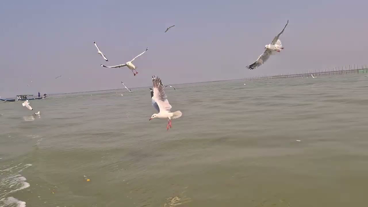 DOLPHIN 🐬 🐬 CHILIKA LAKE ODISHA 🐬 🐬 🐬 🐬 #DOLPHIN #chika #odisha #viral #video 