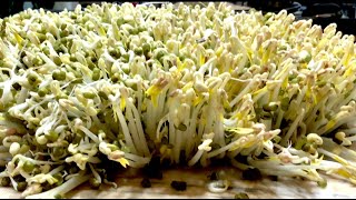 【西雅图美食】第75期: 怎樣培育粗壯的綠豆芽  The best way to grow mung bean sprouts  怎樣培育粗壯的綠豆芽