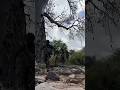 The Hunter’s Perfect Aim – The Deer’s End.#short #viralvideo #youtubeshorts