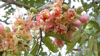 Flowering and growing of durians on trees