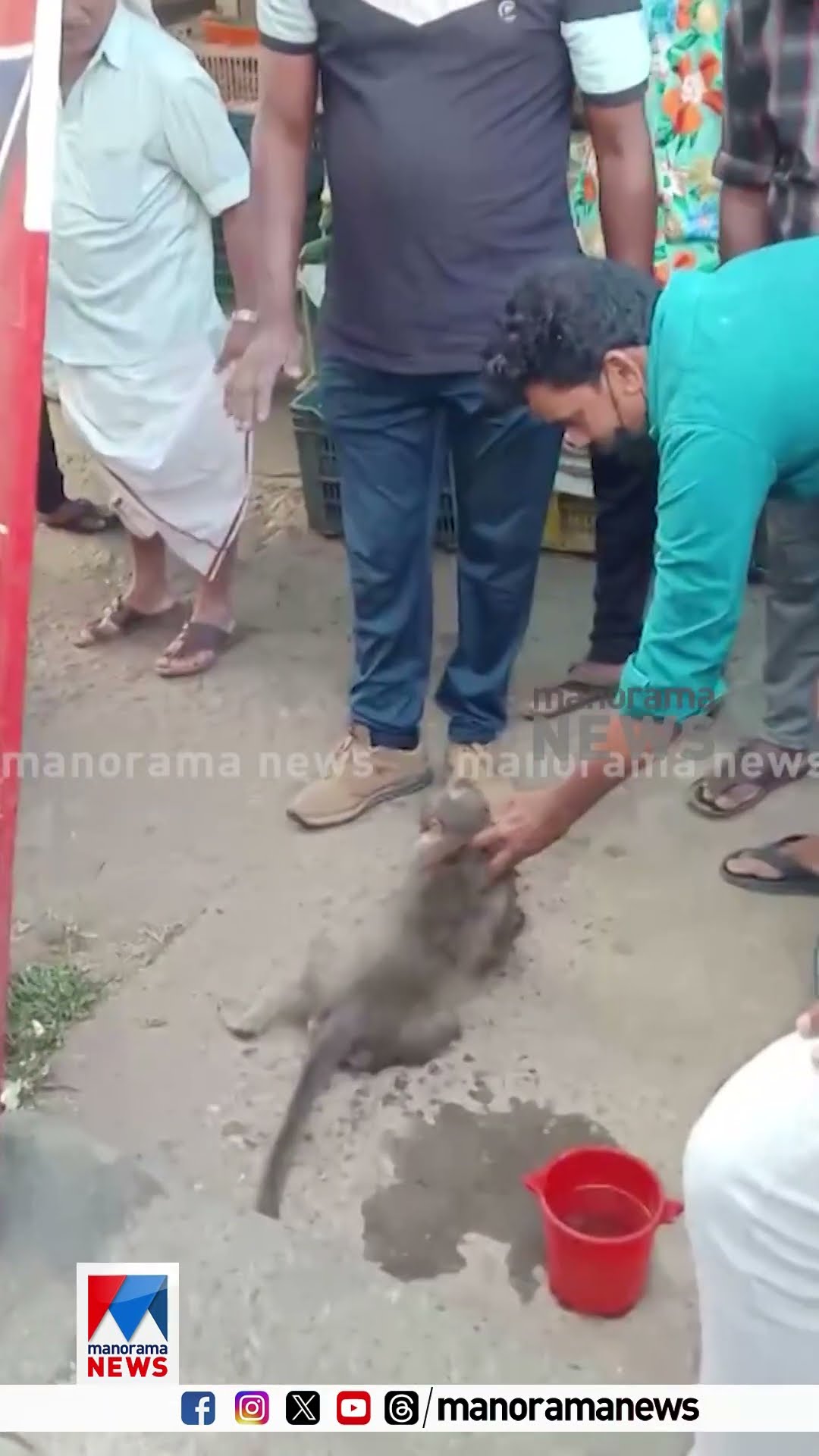 വൈദ്യുതി കമ്പിയിൽ നിന്ന് ഷേക്കേറ്റ് വീണ കുരങ്ങിന് രക്ഷകരായി നാട്ടുകാര്‍; ദൃശ്യങ്ങള്‍ | Monkey