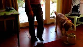 2017 10 11 Kiss LAFRIPOUILLE et le distributeur de CROQUETTES MEMORY TRAINER de TRIXIE